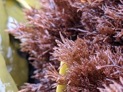 Rhodophyta