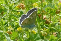 Polyommatus amandus
