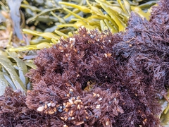 Rhodophyta