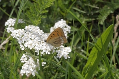 Lycaena virgaureae