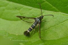 Synanthedon tipuliformis