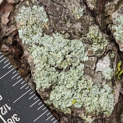 Physcia millegrana