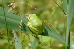 Hyla arborea