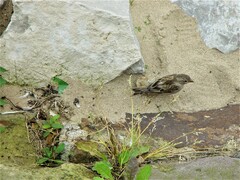 Passer domesticus