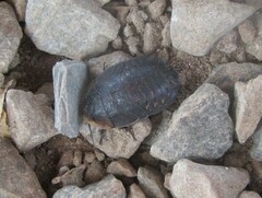 Blaberidae