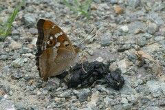 Apatura ilia