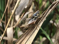 Roeseliana roeselii
