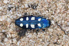 Buprestis octoguttata