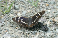 Apatura ilia
