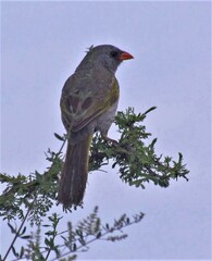 Embernagra platensis