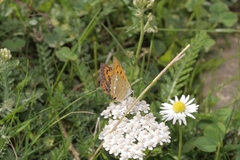 Lycaena virgaureae