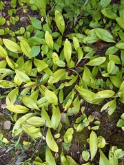 Clintonia