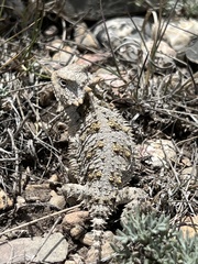 Phrynosoma orbiculare