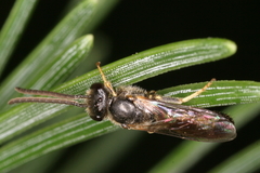 Lasioglossum