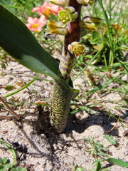 Lachenalia variegata