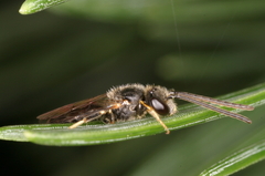 Lasioglossum