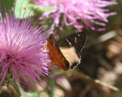 Apyrrothrix araxes