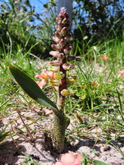 Lachenalia variegata