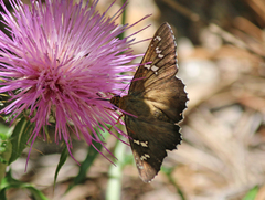 Apyrrothrix araxes