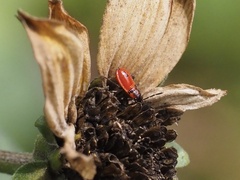 Lygaeus turcicus