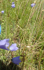 Campanula rotundifolia