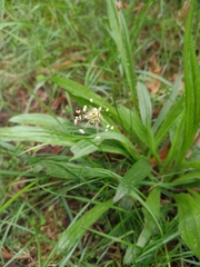 Plantago lanceolata