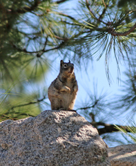 Otospermophilus variegatus
