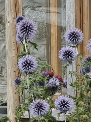 Echinops bannaticus