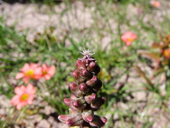 Lachenalia variegata