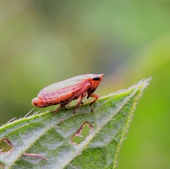 Aphrodes