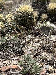 Phrynosoma orbiculare