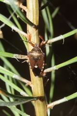 Pinthaeus sanguinipes