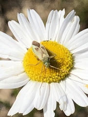 Adelphocoris