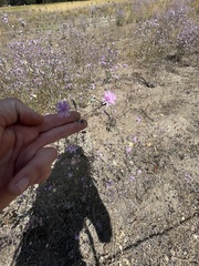 Lessingia leptoclada