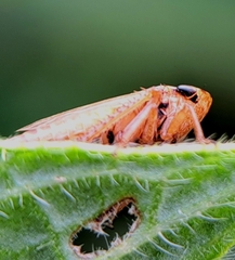 Aphrodes