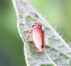 Aphrodes
