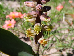 Lachenalia variegata