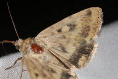 Heliocheilus paradoxus