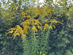 Solidago canadensis