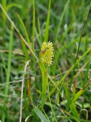 Tofieldia calyculata