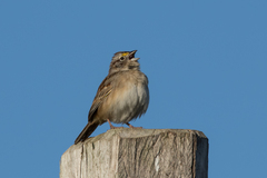 Ammodramus humeralis