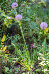 Allium nutans