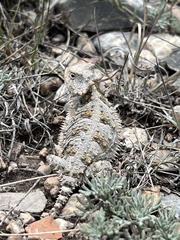 Phrynosoma orbiculare