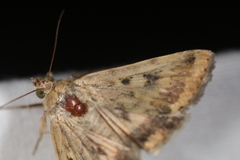 Heliocheilus paradoxus