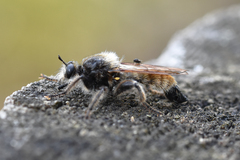 Laphria flava