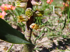 Lachenalia variegata