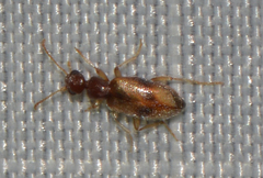 Anthicidae