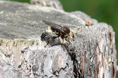 Laphria gibbosa