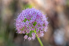 Allium nutans