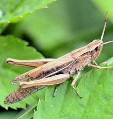 Chorthippus albomarginatus